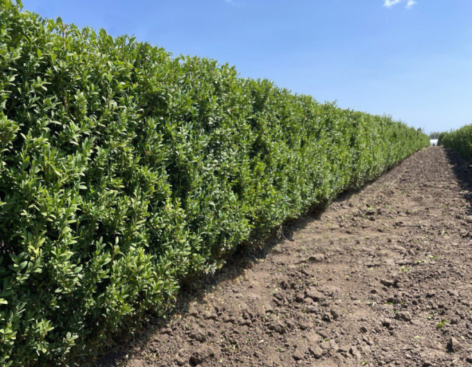 Krušpán vždyzelený - Buxus 5l