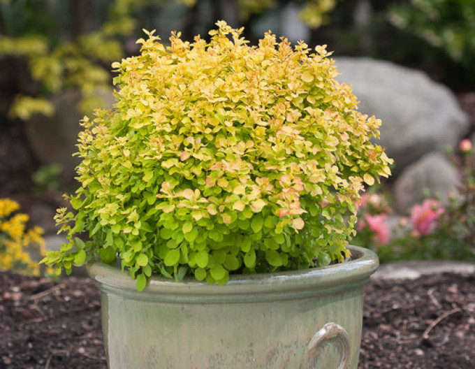 Dráč Thunbergov "Tiny Gold" 5l