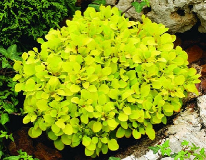 Dráč Thunbergov "Tiny Gold" 5l