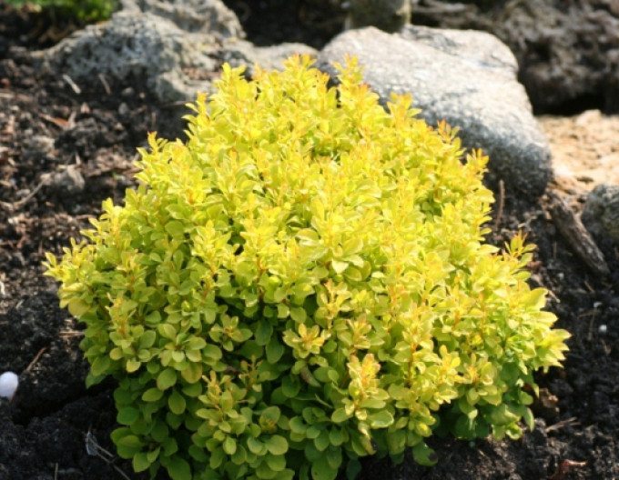 Dráč Thunbergov "Tiny Gold" 5l