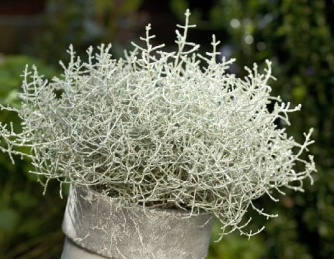 Strieborný drôtik ´Whimsy Silver´