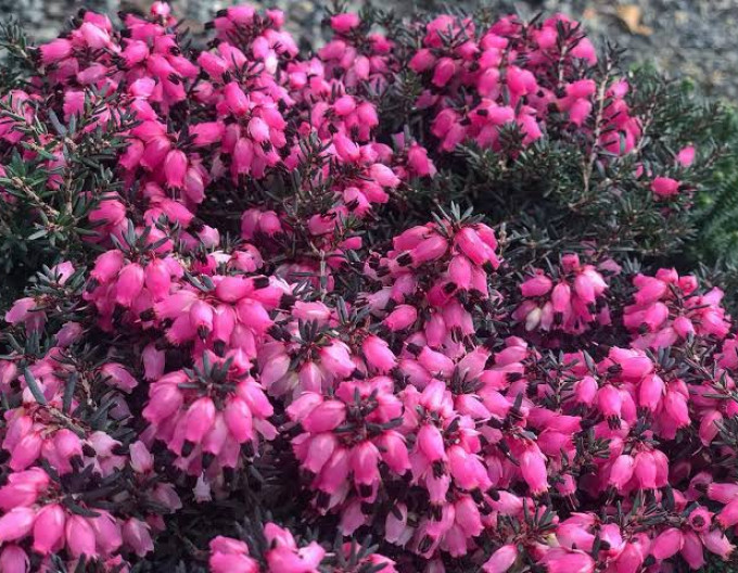 Vresovec pleťový ´Pink Harmony´