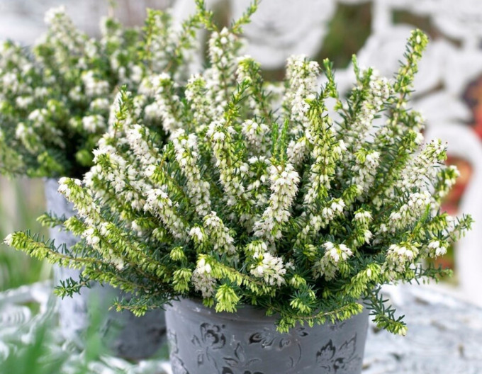 Vresovec pleťový ´White Spring Surprise´