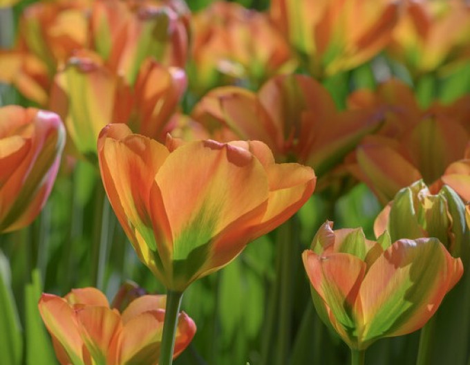 Tulipán zelenokvetý (Viridiflora) ´Orange Marmelade´