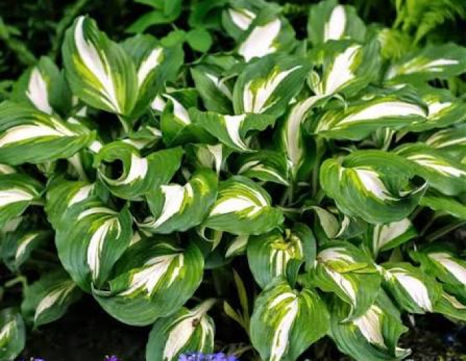 Hosta  ´Mediovariegata´