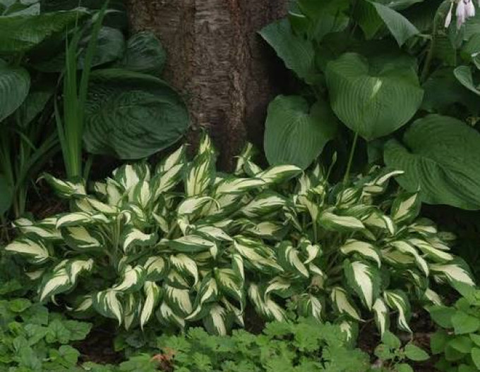 Hosta  ´Mediovariegata´