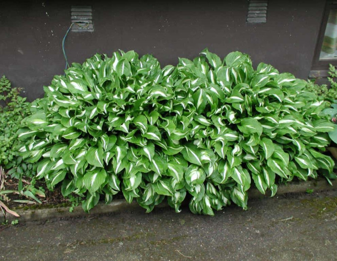 Hosta  ´Mediovariegata´