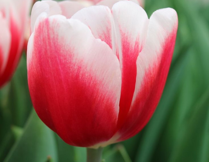 Tulipán Triumph ´Timeless´