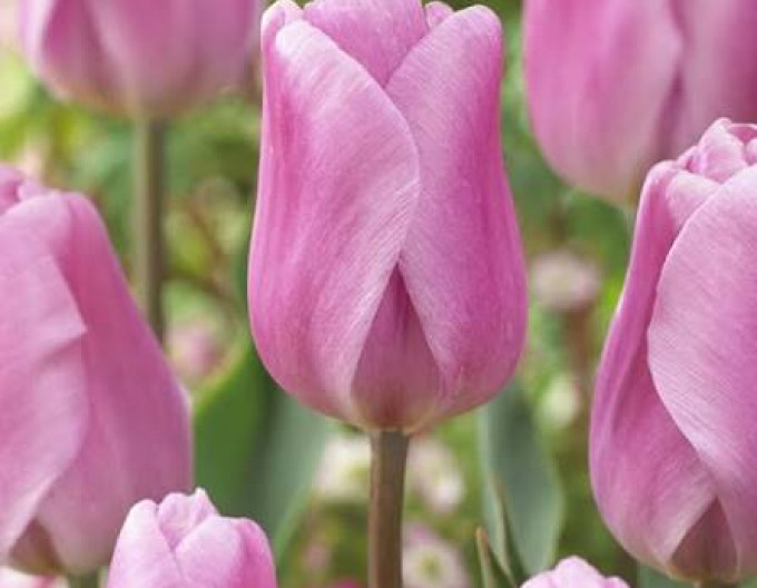 Tulipán Triumph ´Synaeda Amor´