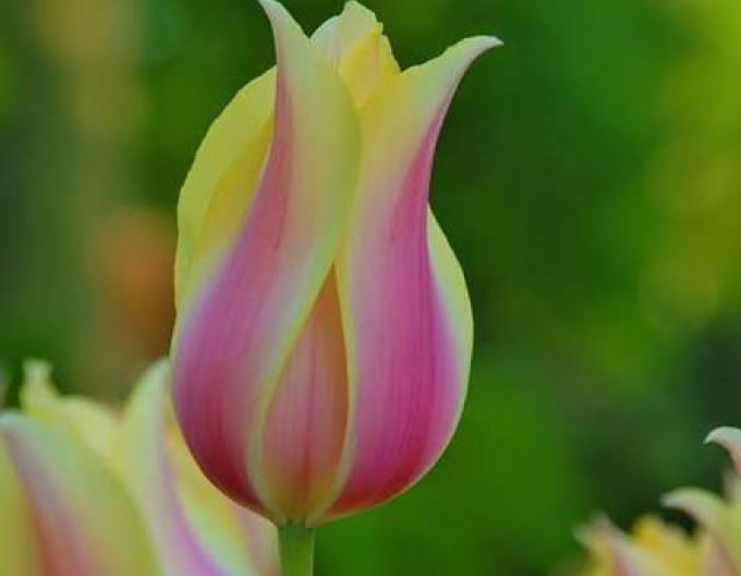 Tulipán Triumph ´Blushing Lady´