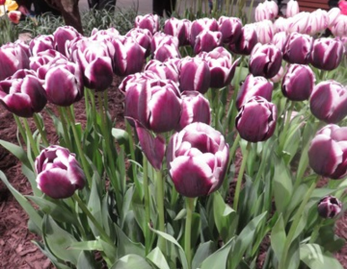 Tulipán Triumph ´Jackpot´
