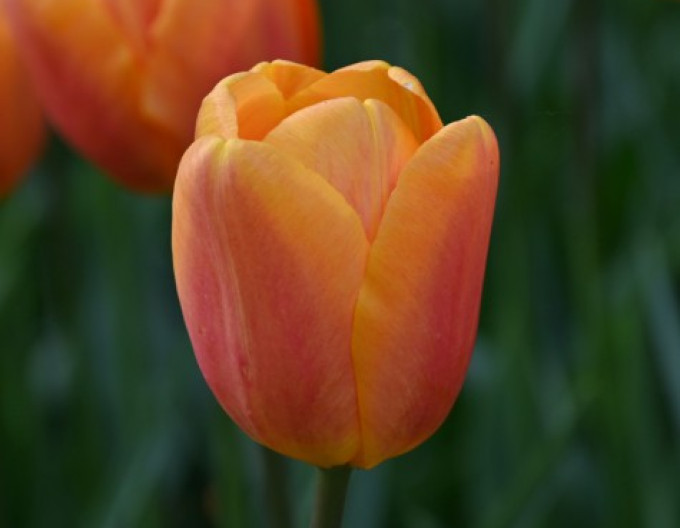 Tulipán Triumph ´Worlds Friend´