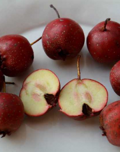 Hloh veľkoplodý, voľnok.