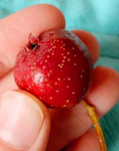 Hloh veľkoplodý, voľnok.