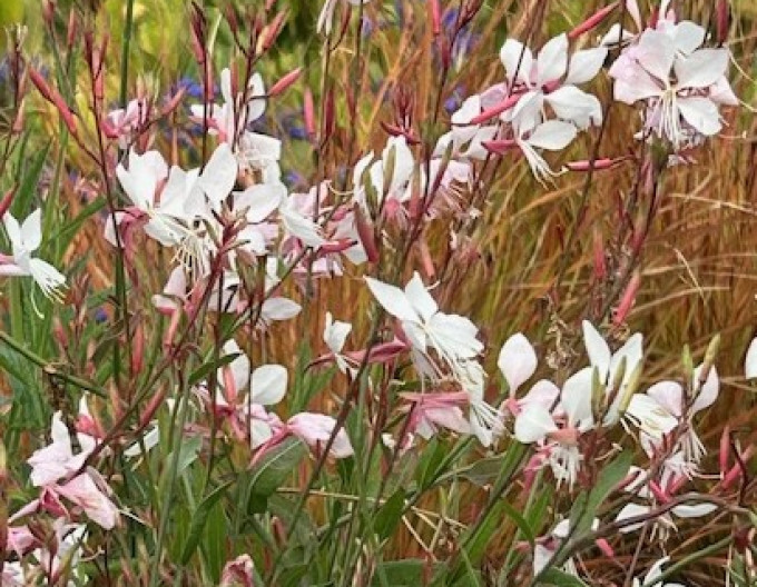 Gaura ʹWhirling Butterfliesʹ