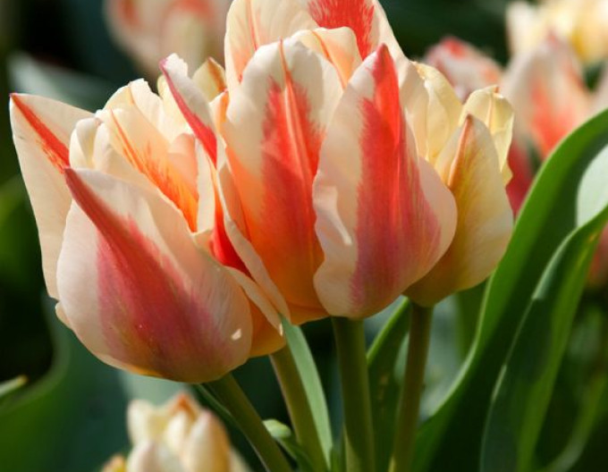Tulipán greigi ´Quebec´