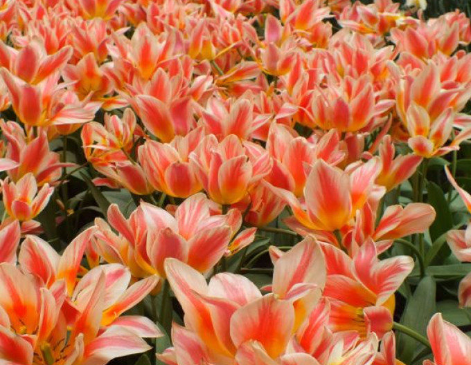 Tulipán greigi ´Quebec´