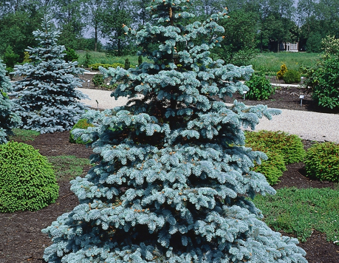 Smrek pichľavý ‘Blue Diamond’