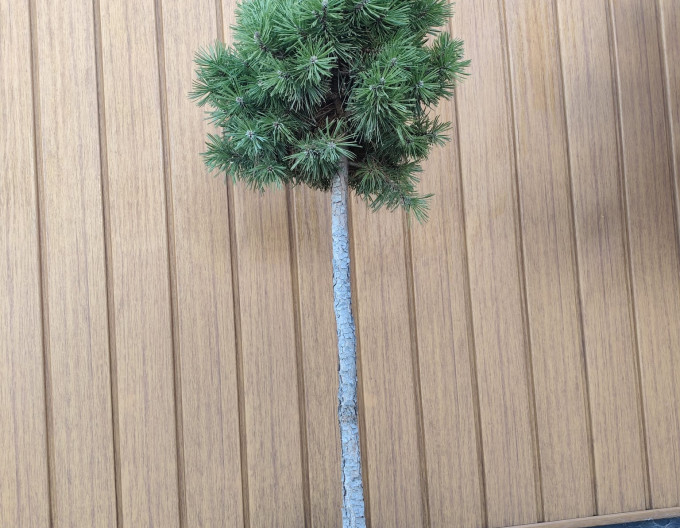 Borovica horská ´Sherwood Compact´ na kmienku