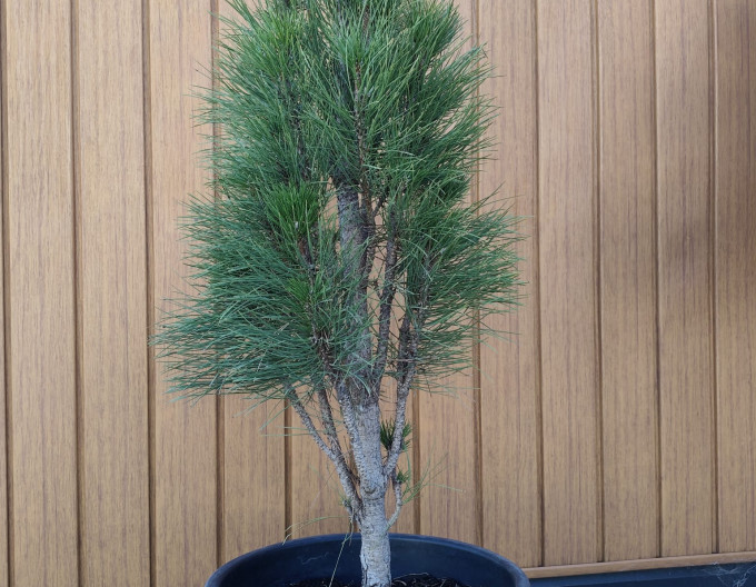 Borovica čierna ´Fastigiata´