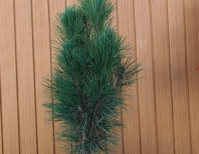 Borovica čierna ’ Zimmer II ’