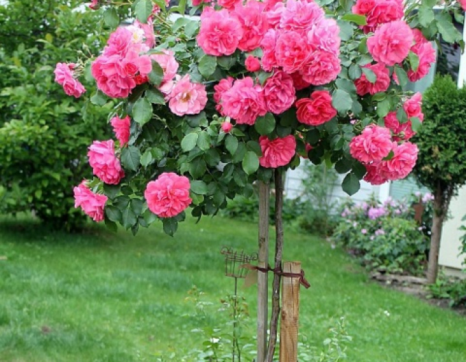 Ruža stromčeková ´Rosarium Uetersen´