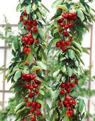 Čerešňa stĺpová ´Sylvia´, podp. Mahalebka, voľnok.