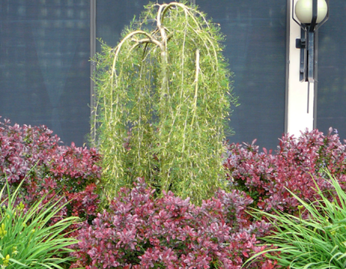 Karagana arborescens ´Walker´