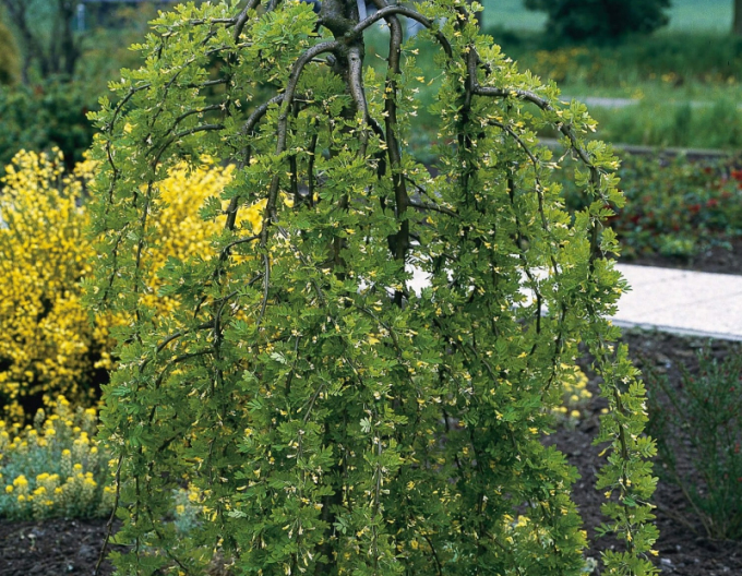 Karagana arborescens ´Pendula´