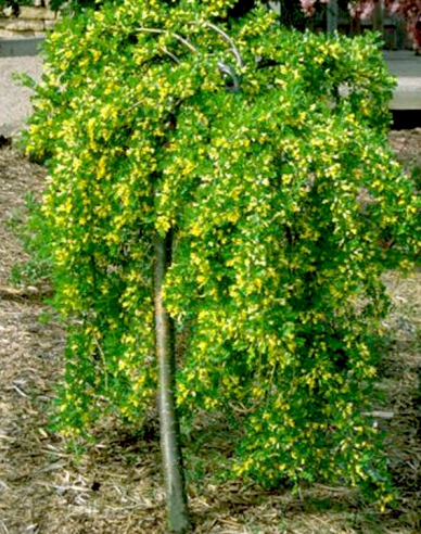 Karagana arborescens ´Pendula´