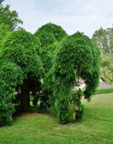 Karagana arborescens ´Pendula´