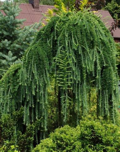 Smrekovec opadavý previslý