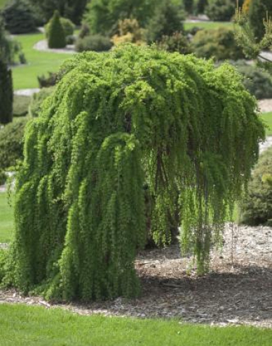 Smrekovec opadavý previslý