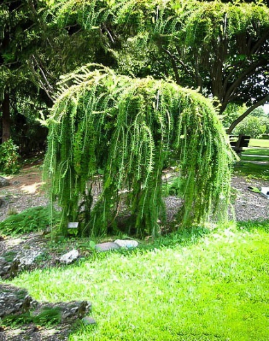 Smrekovec opadavý previslý