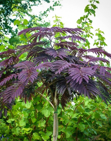 Albizia ružová ´Summer Chocolate´