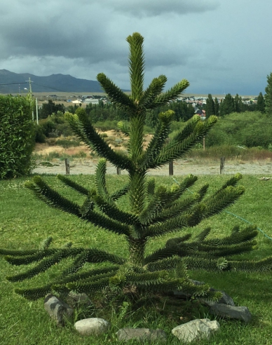 Araukária andská 25/30cm