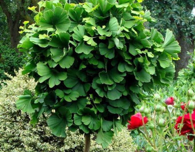 Ginko ´Mariken´ stromčeková