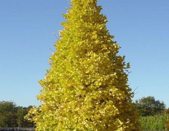 Ginko dvojlaločné ´Menhir´