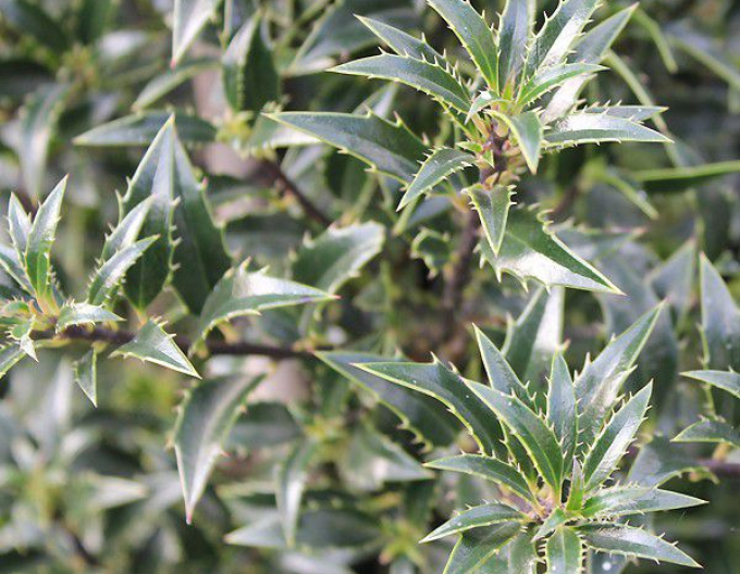 Cezmína ostrolistá ´Myrtifolia´