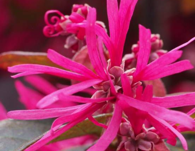 Loropetalum čínske ´Pipa´s red´