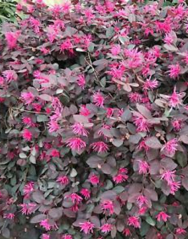 Loropetalum čínske ´Pipa´s red´