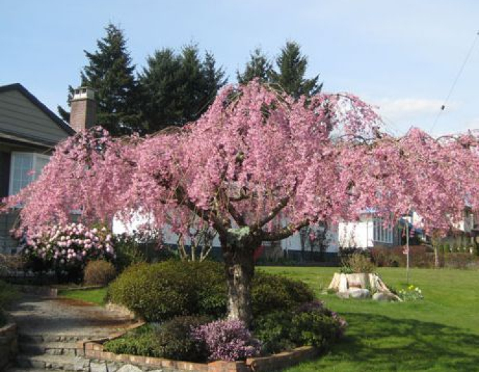 Višna chĺpkatá ´Pendula´