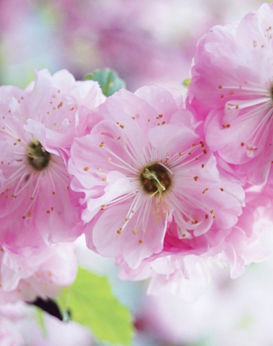 Mandľa trojlaločná