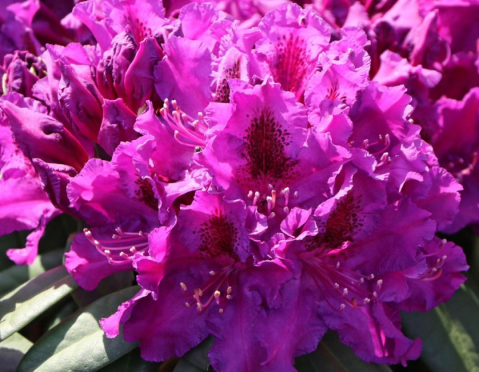 Rododendrón ´Azurro´
