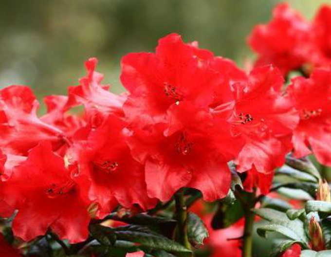 Rododendrón ´Abendrot´