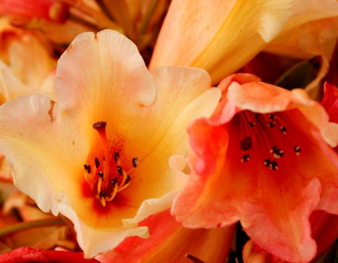 Rododendrón ´Jingle bells´