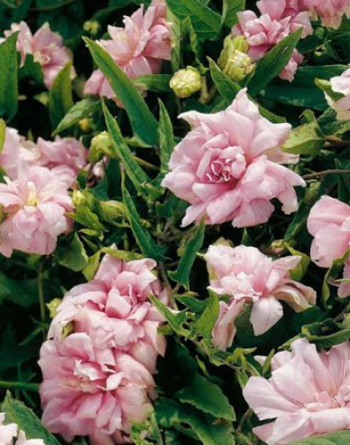 Opletník brečtanolistý ’Multiplex’