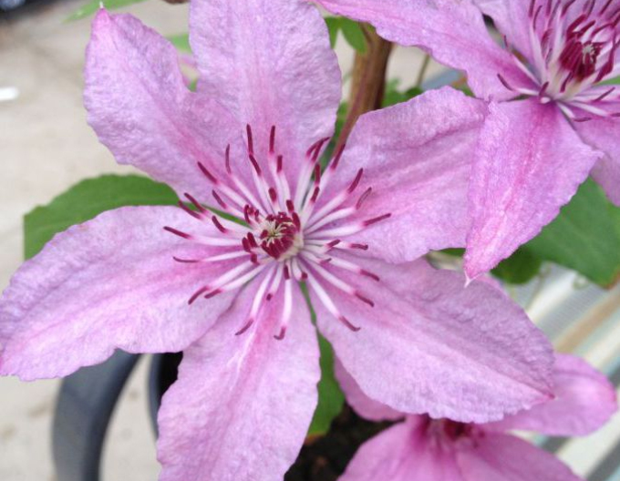 Plamienok ´Hagley Hybrid´