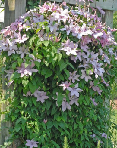Plamienok ´Hagley Hybrid´