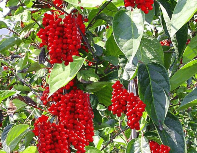 Schizandra čínska
